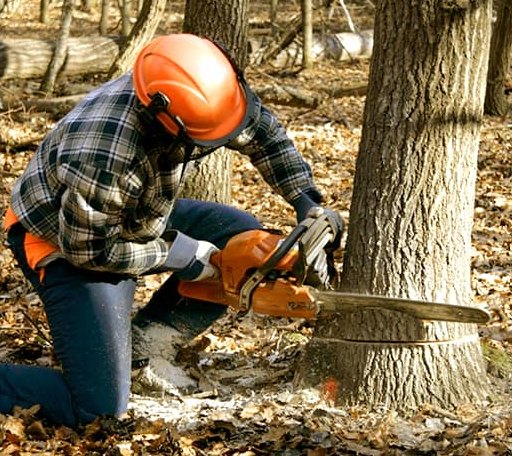 Tree Removal in Kitts Hill, OH